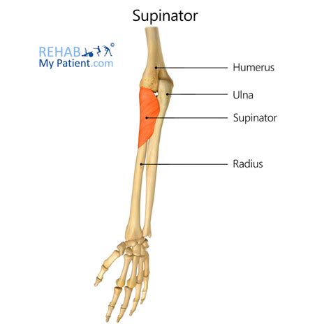 Musculus Supinator