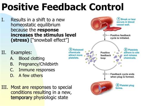 PPT - Chapter 1 – The Human Body: An Orientation PowerPoint Presentation - ID:6871956