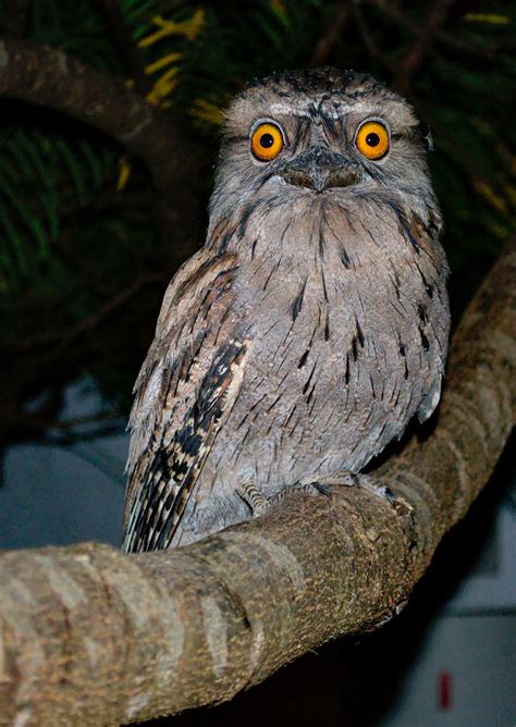 Tawny Frogmouth | ajg.net.au