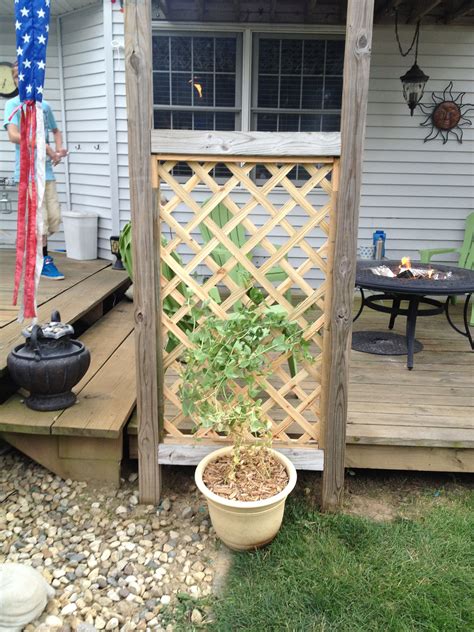 Toni wanted a trellis For her snow peas. A neighbor was throwing out scrap wood from the swing ...