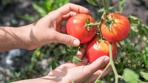 7 Tips For Harvesting Tomatoes Like A Pro