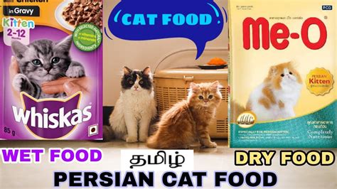 Best food for persian cat | Persian cat food types and schedule | My Kittens | Tamil - YouTube