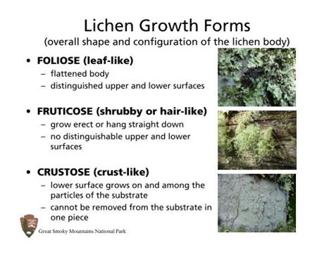 Lichen Growth Forms - Great Smoky Mountains Institute at Tremont