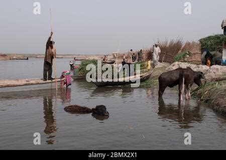 A Marsh Arab boatman steers his mashoof (traditional boat) across a ...