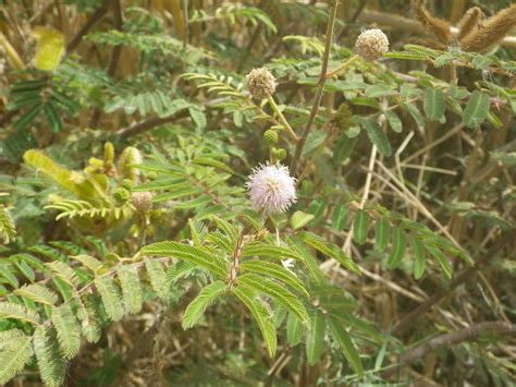 African Plants - A Photo Guide - Mimosa pigra L.