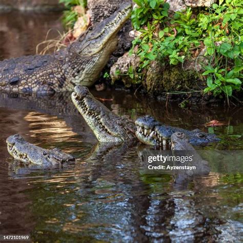 Nile Crocodile Attacks Photos and Premium High Res Pictures - Getty Images