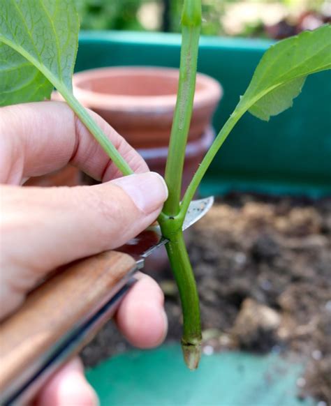 How to take Dahlia cuttings – more blooms for free - The Tea Break Gardener