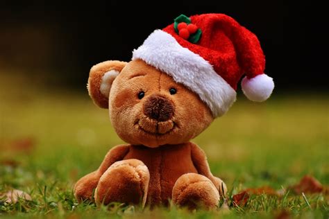Free Images : christmas, teddy bear, santa hat, funny, soft toy, stuffed toy 5858x3906 ...