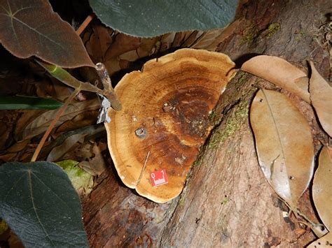 Fungal spore emissions - ATTO - Amazon Tall Tower Observatory