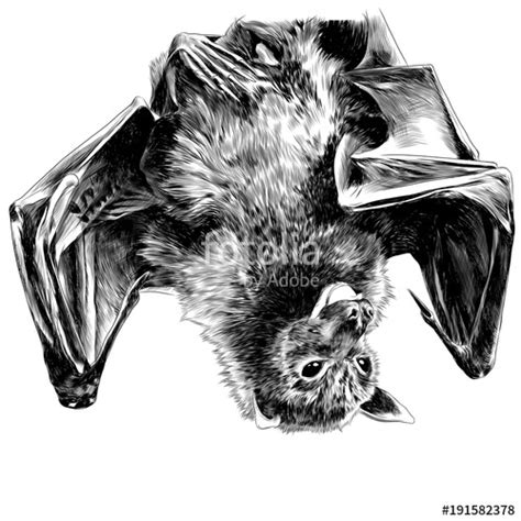 Hanging Bat Drawing at PaintingValley.com | Explore collection of Hanging Bat Drawing