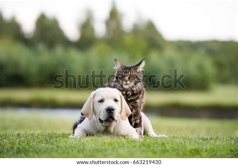 Cat Dog Friendship Stock Photo (Edit Now) 663219430