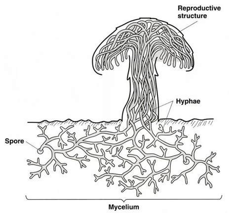 Fungi Kingdom copy1 on emaze