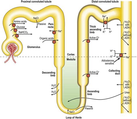 12. Nephrology | Pocket Dentistry