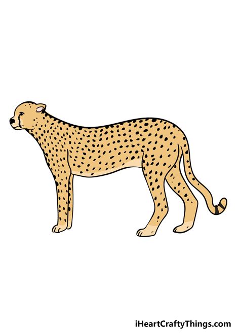 Cheetah Drawing - How To Draw A Cheetah Step By Step