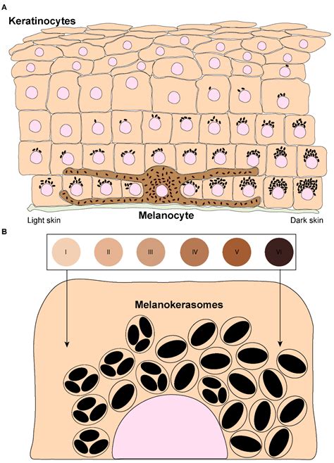 IJMS | Free Full-Text | Melanin’s Journey from Melanocytes to Keratinocytes: Uncovering the ...