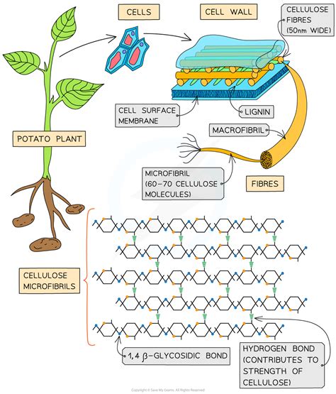 CIE A Level Biology复习笔记2.2.6 Cellulose-翰林国际教育