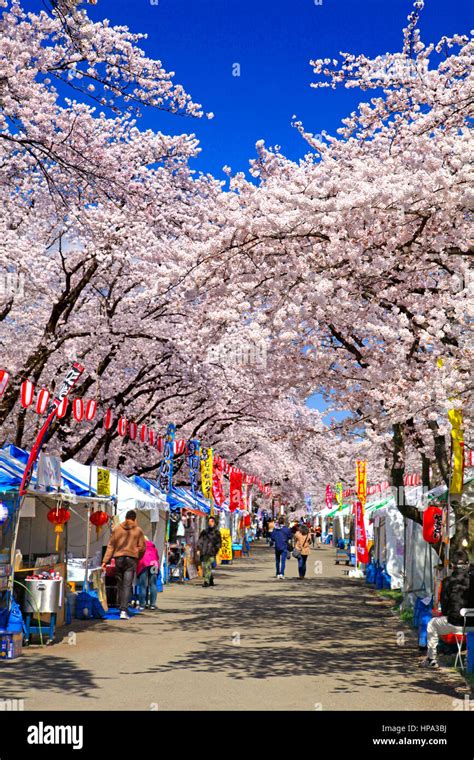 Cherry Blossoms Festival in Hamura city Tokyo Japan Stock Photo - Alamy