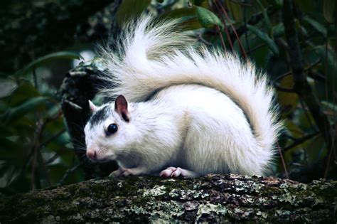 The White and Albino Squirrel Phenomenon + New US Maps!