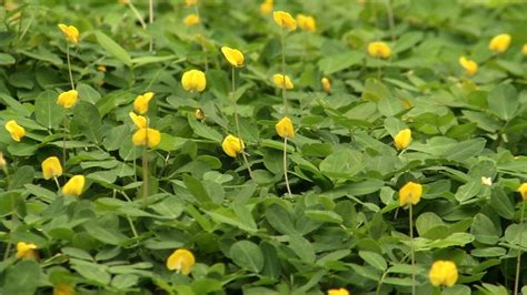 Ground Cover Yellow Flowers Florida - ground cover and shrubs