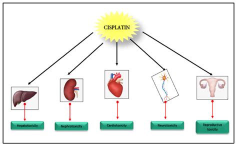 IJMS | Free Full-Text | Pharmacological Effects of Cisplatin ...