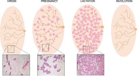 Mammary gland during the lactation cycle. Cartoon representing the ...