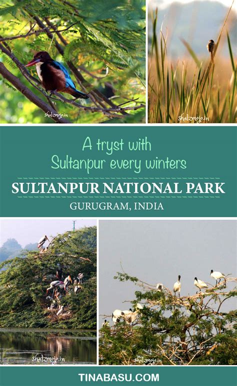 Sultanpur National Park - A tryst with Sultanpur every winters #travel #India