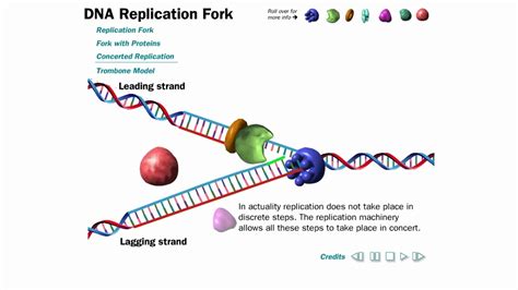 DNA Replication Animation (without narration) - YouTube