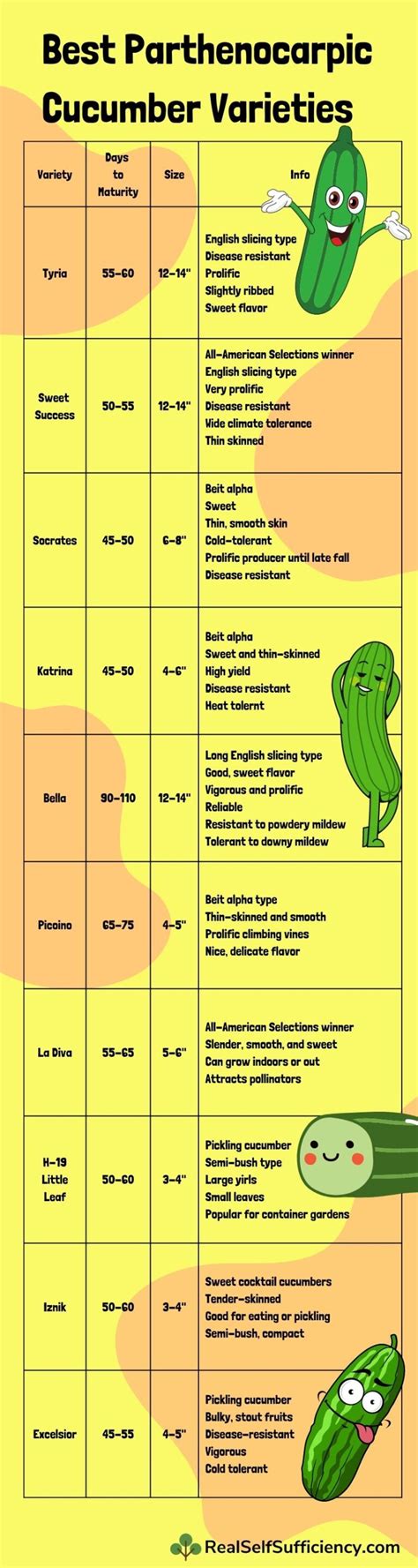 Best Parthenocarpic Cucumber Varieties to Grow for Big, Bountiful Harvests