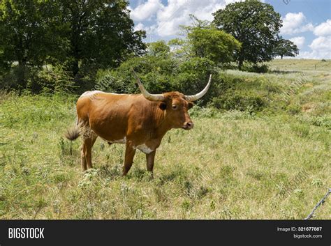 Brown Longhorn Bull Image & Photo (Free Trial) | Bigstock