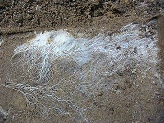 Mycelium Definition, Structure & Function - Video & Lesson Transcript ...