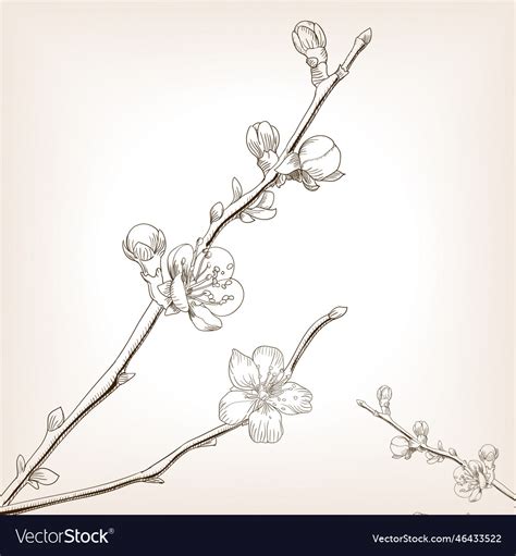 Japanese cherry blossom sakura sketch Royalty Free Vector