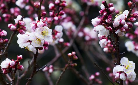 Plum blossom in Tokyo Japan - Sam's photo blog