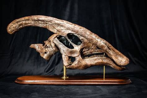 Big Parasaurolophus Walkeri Skull Dinosaur Fossil Replica in High End ...