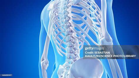 Skeletal Anatomy Of The Lower Back Illustration High-Res Vector Graphic - Getty Images