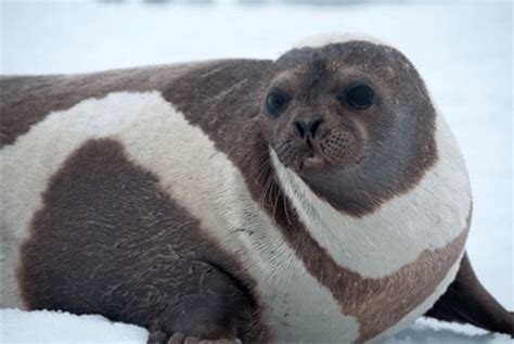 Here are some interesting facts about Ribbon Seals! | Amazing Diary