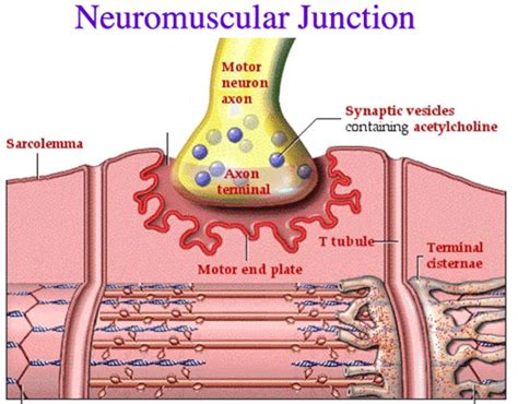 Neuromuscular Junction Model Motor End Plate