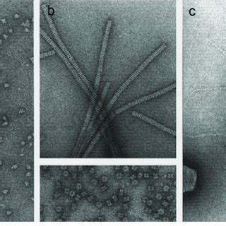 From molecules to replicating molecular machines-examples of negatively ...