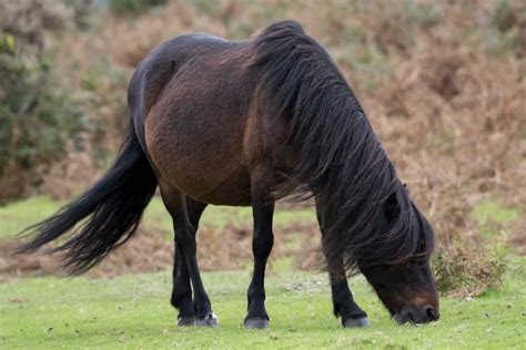 Dartmoor Pony: Breed Profile