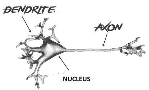 Difference Between Dendrite and Axon (with Comparison Chart and ...