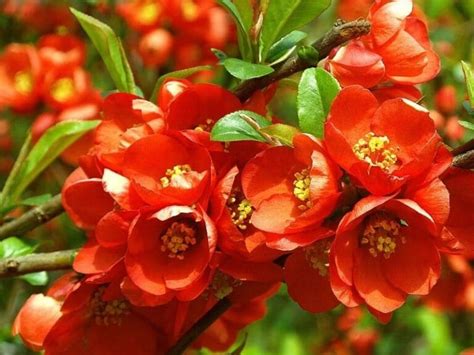 Flowering Quince (Chaenomeles speciosa): How To Grow and Care | Florgeous