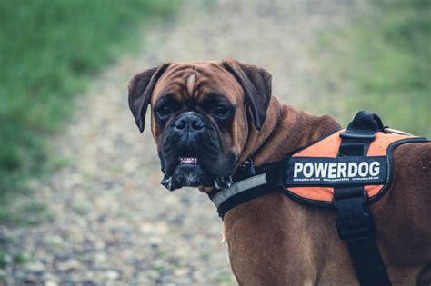 Brown Boxer Dog With Orange Black Powerdog Vest · Free Stock Photo