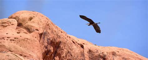 Birds - Glen Canyon National Recreation Area (U.S. National Park Service)