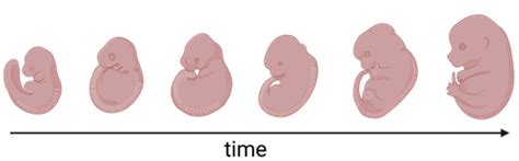 Human Embryo Development Timeline