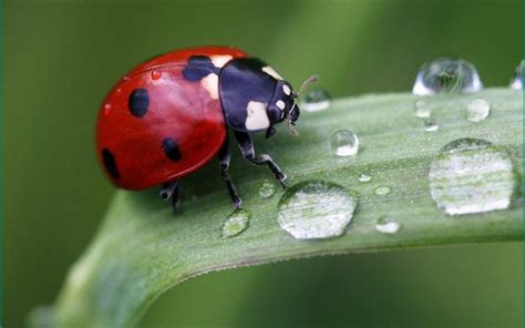 dew drops, ladybug, macro Widescreen Wallpaper, Desktop Wallpaper, Bug Images, Free Images ...