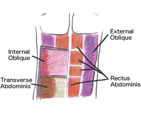 Flatten Your Belly And Burn Calories With These Exercises For Abdominal Muscles » Healthy Living