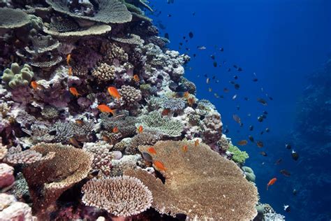 Report on New Caledonia’s coral reefs offers a glimmer of hope for the ...