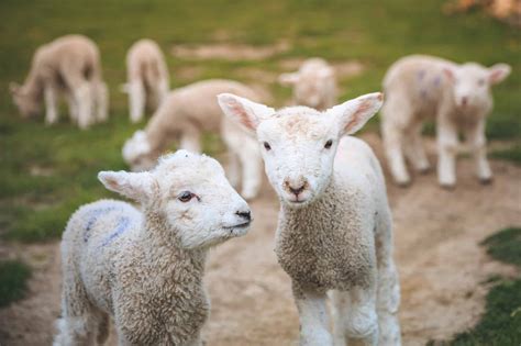 Newborn lamb health - Ngahiwi Farms