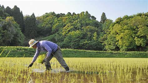 Japan’s farmers dig in against trade deal