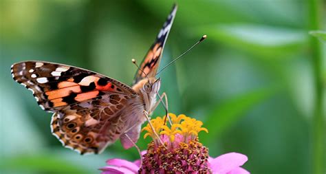 Painted lady butterflies’ migration may take them across the Sahara ...