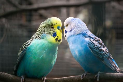 100+ Parakeet Names for Male and Female Birds - List of Unique Parrot Names